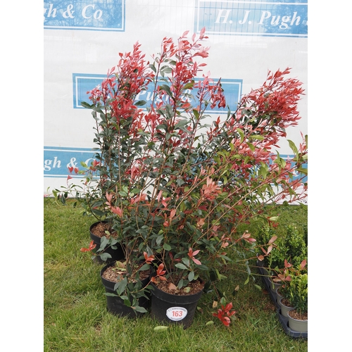 163 - Photinia 4ft - 5