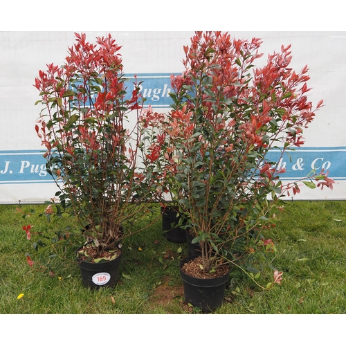 165 - Photinia 4ft - 5