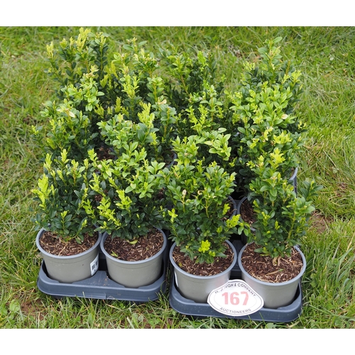 167 - Buxus - 16