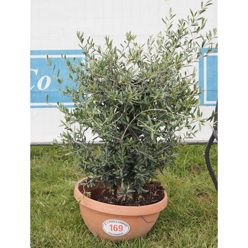 169 - Olive tree 2ft - 1