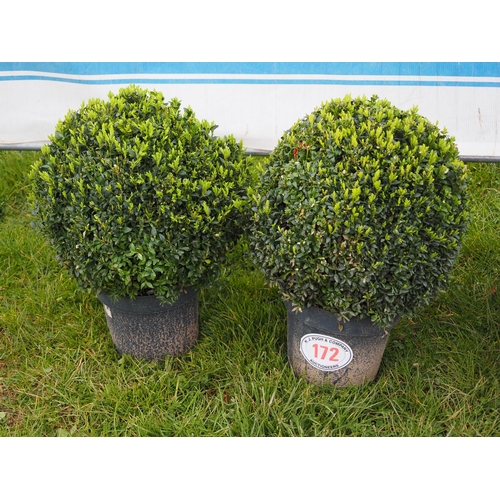 172 - Buxus ball - 2