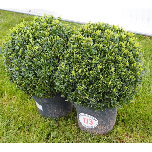 173 - Buxus ball - 2