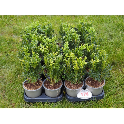 174 - Buxus - 16