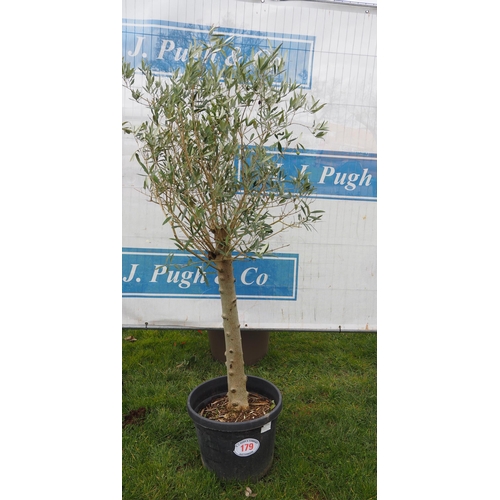 179 - Standard Olive tree 4ft - 1