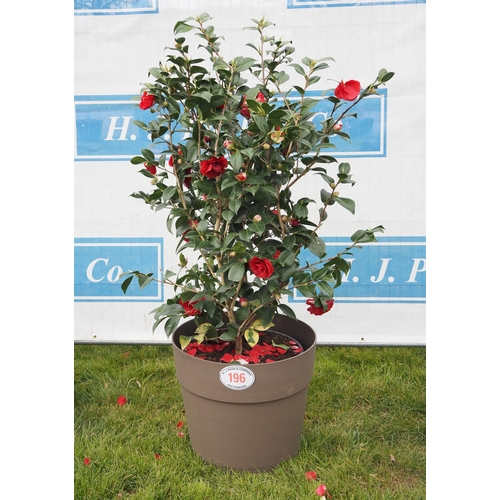 Camellia in plastic pot 4ft - 1