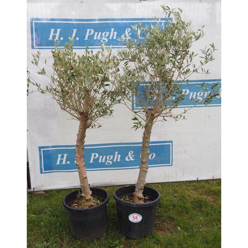 54 - Specimen Olive trees 5ft - 2