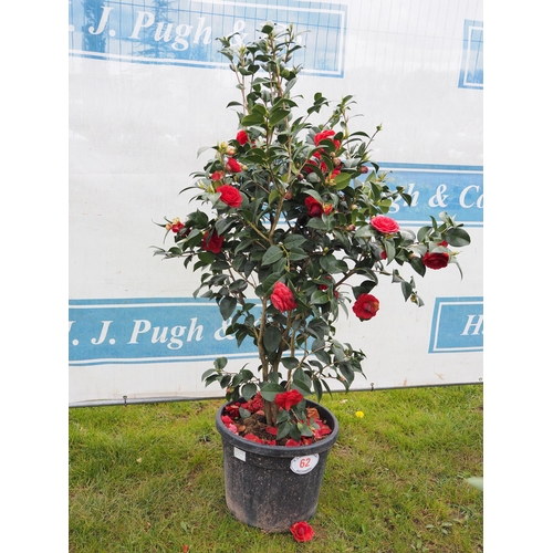 62 - Camellia 4ft - 1