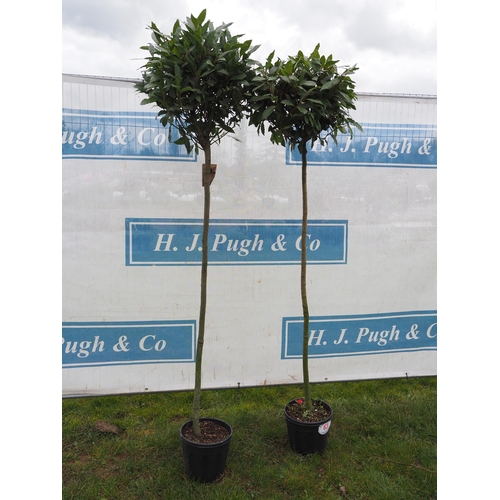 63 - Standard Bay trees 5ft - 2