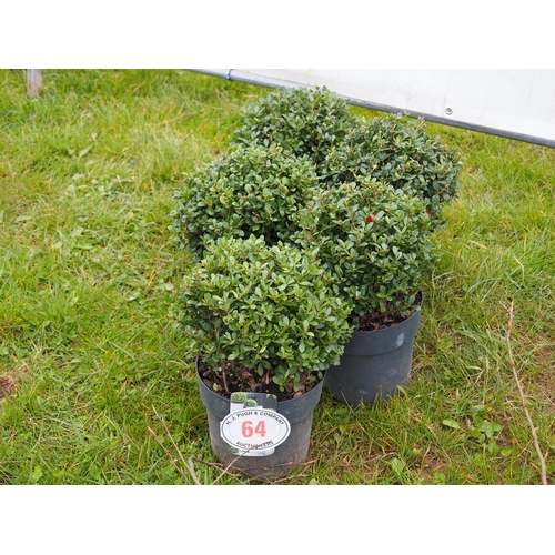 64 - Buxus balls - 5