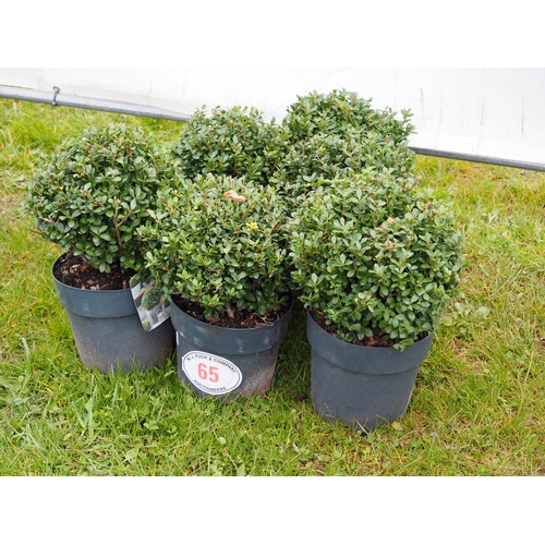 65 - Buxus balls - 6