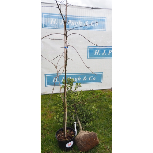 67 - Ilex rootball 4ft - 1 + 1 other