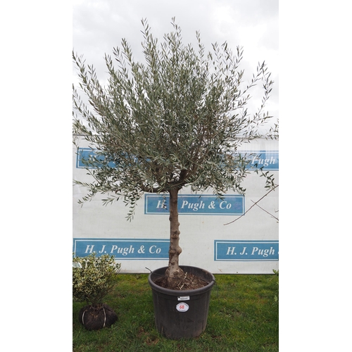 68 - Standard Olive tree 8ft - 1