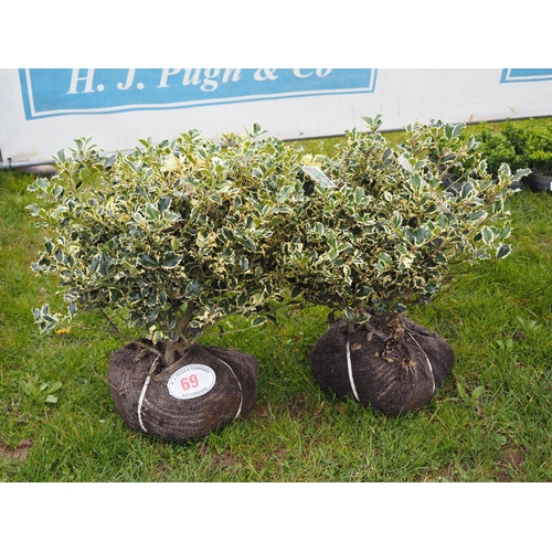 69 - Ilex rootball - 2