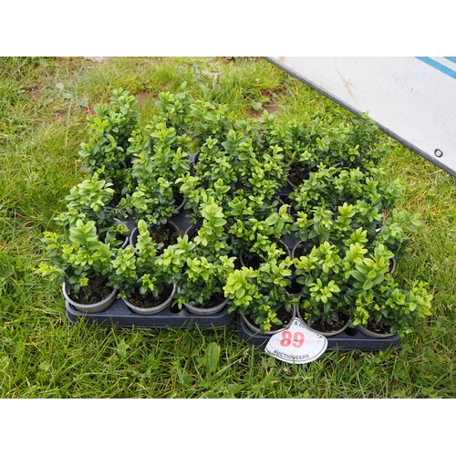 89 - Buxus - 24