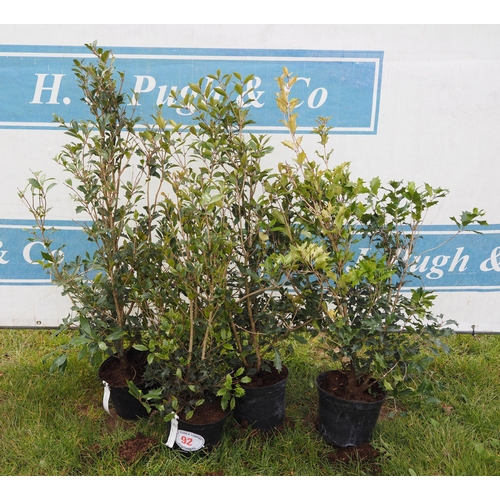 92 - Osmanthus Heterophyllus Purpureus - 4