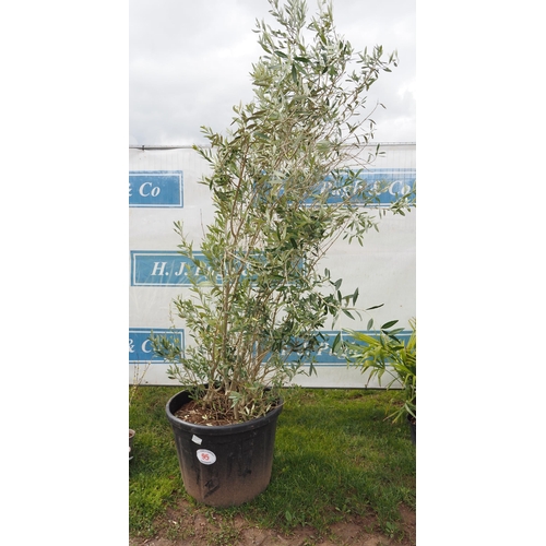 95 - Olive bush 8ft - 1