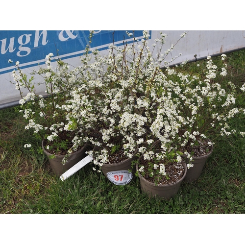 97 - Spirea - 7