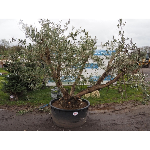 272 - Ancient Olive tree 6ft - 1