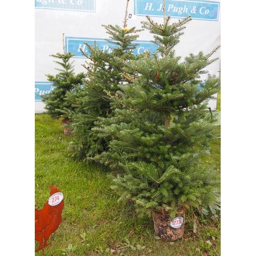 273 - Korean Fir pot grown Christmas trees 4-5ft - 5