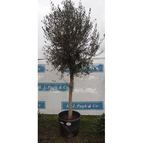 293 - Specimen Olive tree 8ft - 1