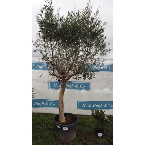 295 - Specimen Olive tree 8ft - 1