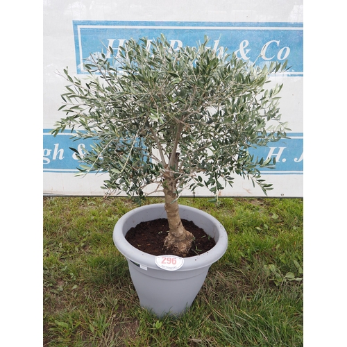 296 - Specimen Olive tree 3ft - 1