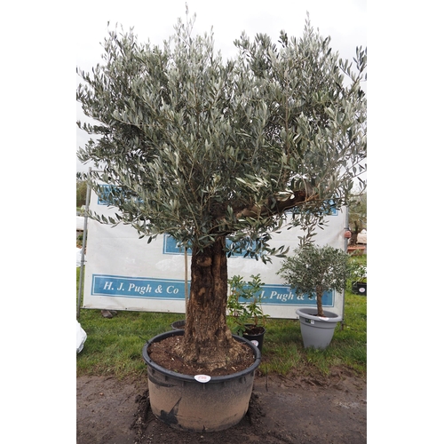 Ancient Olive tree 8ft - 1