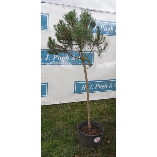 299 - Scots Pine 5ft - 1