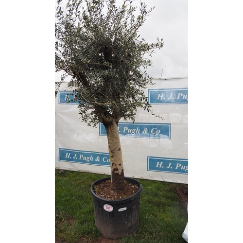 301 - Ancient Olive tree 8ft - 1