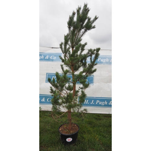 303 - Scots Pine 7ft - 1