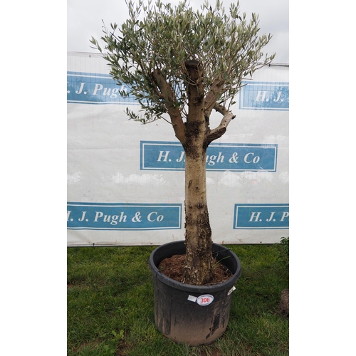 306 - Specimen Olive tree 6ft - 1