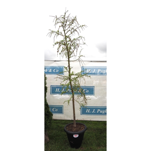 307 - Larch 8ft - 1