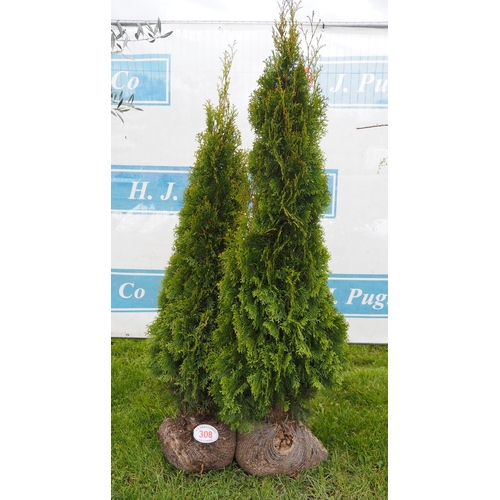 308 - Thuja rootball 6ft - 2