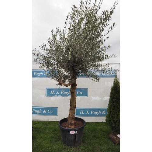 309 - Specimen Olive tree 8ft - 1