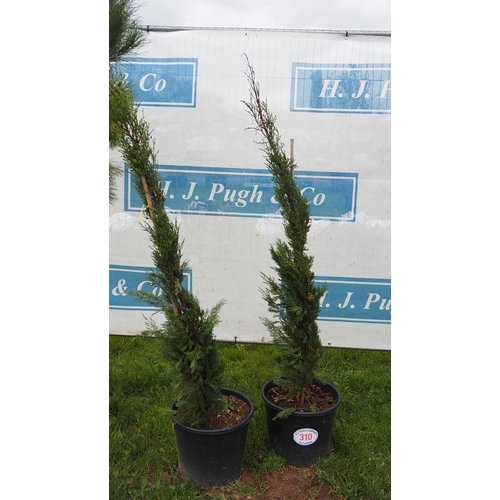 310 - Leylandii 5ft - 2