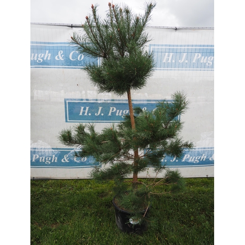 316 - Scots Pine 7ft - 1