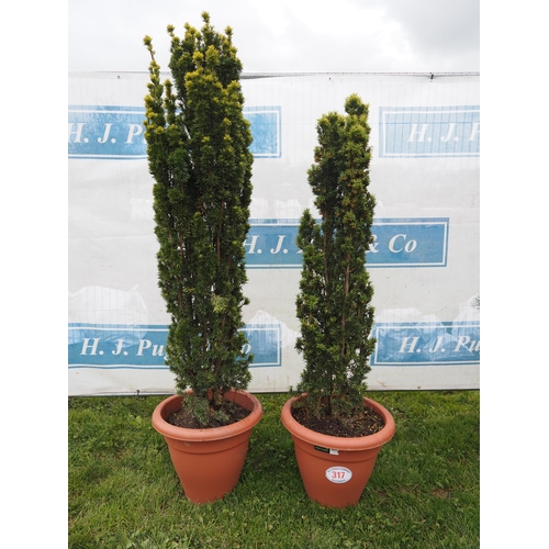 317 - Taxus 6ft - 2