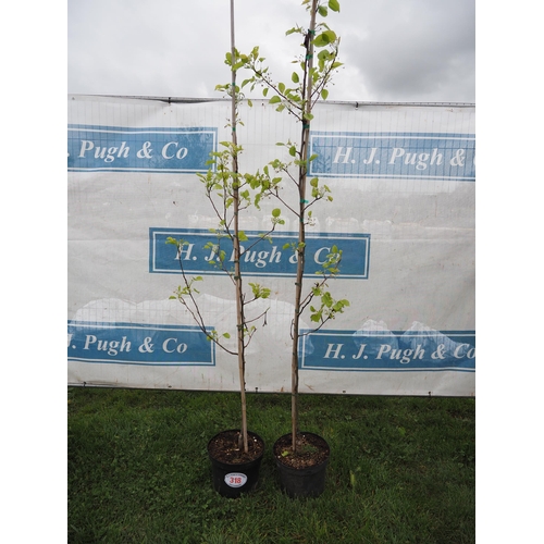 318 - Apple/Pyrus 7ft - 2