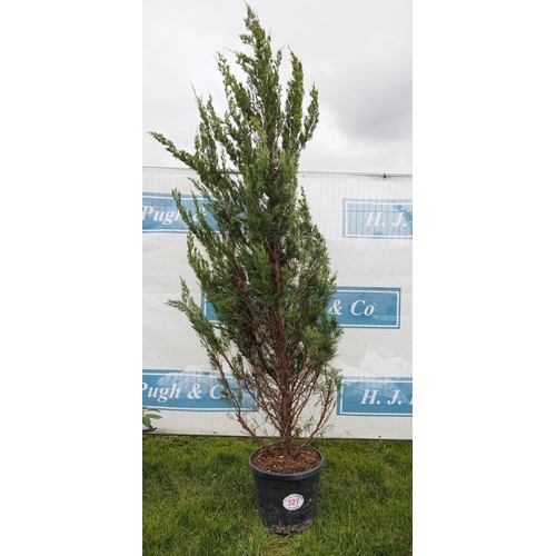 327 - Leylandii 8ft - 1