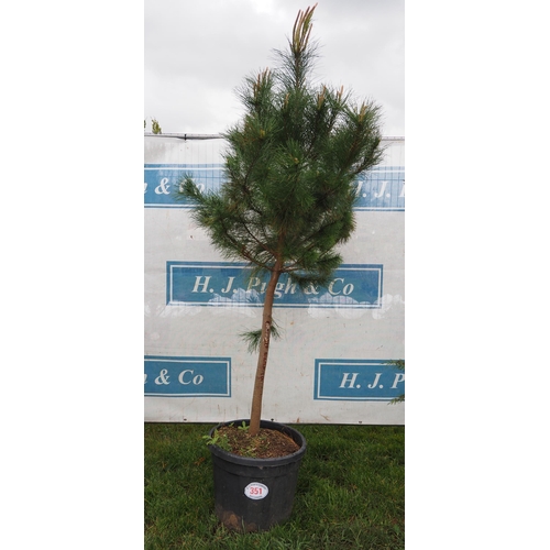 351 - Scots pine 7ft - 1