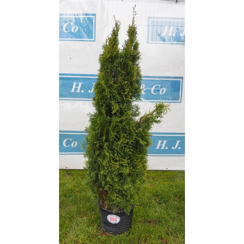 352 - Leylandii 4ft - 1