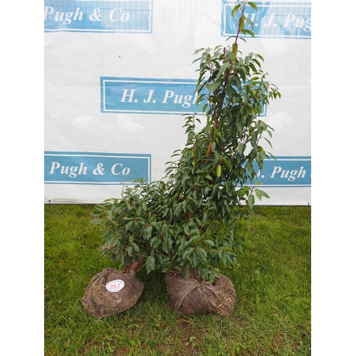 353 - Prunus rootball 4ft - 2