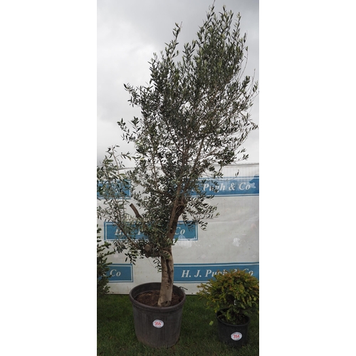 355 - Specimen Olive tree 8ft - 1