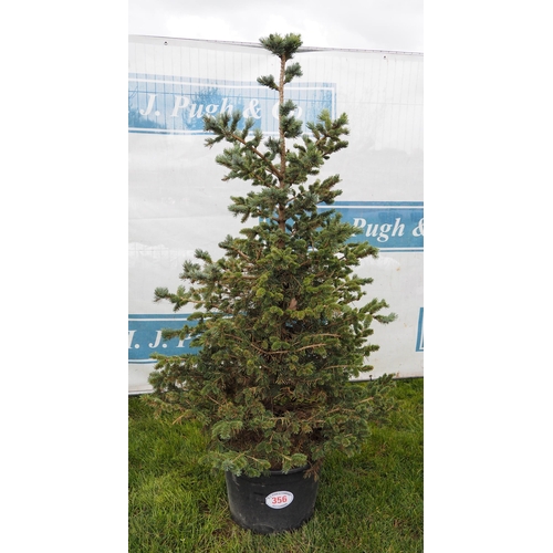 356 - Scots Pine 5ft - 1