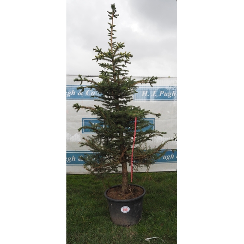 358 - Scots pine 8ft - 1