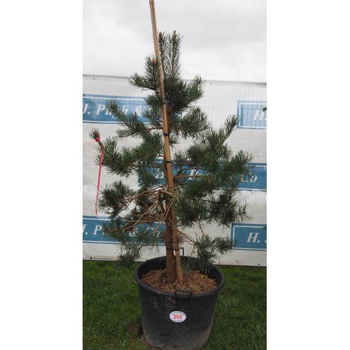 359 - Douglas Fir 6ft - 1