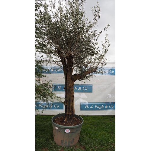 360 - Specimen Olive tree 8ft - 1