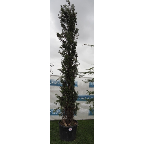 362 - Leylandii 10ft - 1