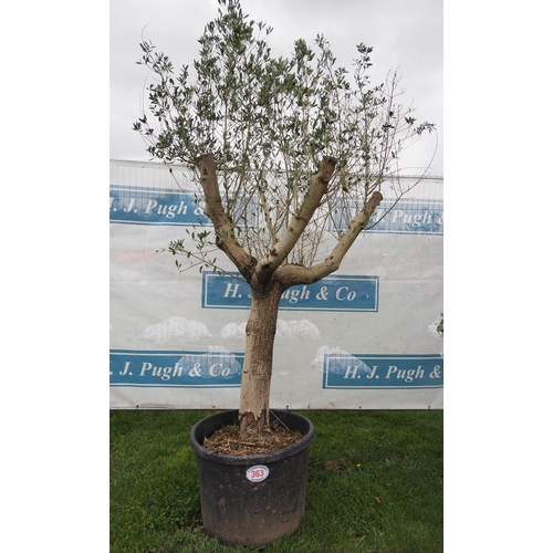 363 - Specimen Olive tree 8ft - 1