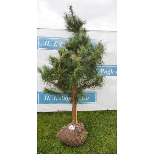 364 - Douglas Fir rootball 7ft - 1